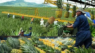 Pineapple Harvesting & Processing - Modern Production Line And Technology Of Bottled Fruit Juice!