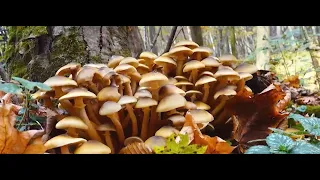 GLN April Episode Sneak Peek Watch Party -- Humongous Fungus!