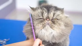 Cat grooming is so easy!! 😻🛁✂️❤️