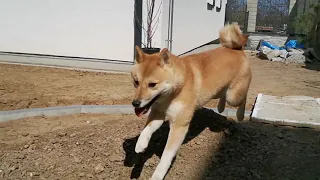 Shiba inu - slowmotion Huawei P30 Pro