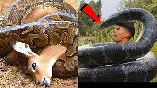 10 Most Dangerous Snakes in the World - Most Venomous Snakes Ever!