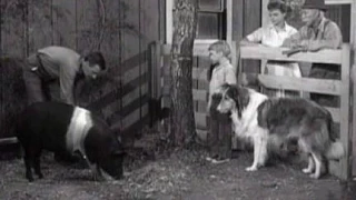 Lassie - "Our Gal" - Episode #152 - Season 5, Ep. 9 - 11/02/1958