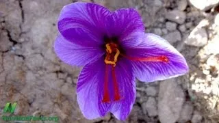 Wake Up and Smell the Saffron