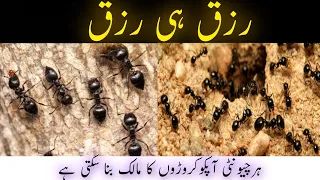 Understand If Ant Do Not Stop Coming Out The House | getting wealth from ants | Islamic Info 20