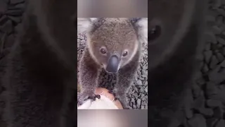 The intelligence of this little koala in bringing help to save his mother amazed everyone - Part 1