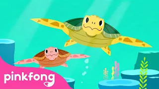 Penyu Laut | Series Binatang Laut | Lagu Anak pendidikan | Pinkfong & Baby Shark