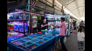 [4K] Walking tour around the large aquarium fish market in Bangkok at Chatuchak Market