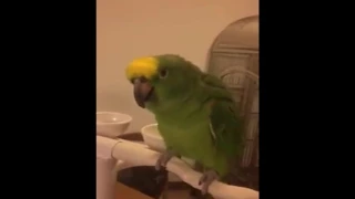 Parrot can sing a chinese song 鹦鹉唱歌“我是一只小小鸟”