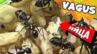 Муравьи - гиганты Camponotus Vagus в маленькой ферме