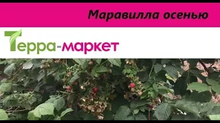 Малина Маравилла  в теплице. Осеннее плодоношение. Терра-Маркет.