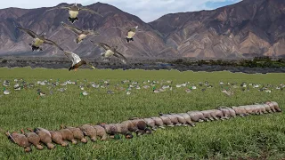 UNREAL ARIZONA DESERT DUCK HUNT!! (5 LIMITS, NON-STOP BIRDS DECOYING PERFECTLY)