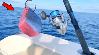 Dropping Big Cut Bait Over a Shipwreck for Dinner! *Catch, Clean, & Cook*