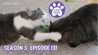 Actor Cats, 4 Cats On The Bed, The Biggest Hail I’ve Ever Seen! - S3 E131