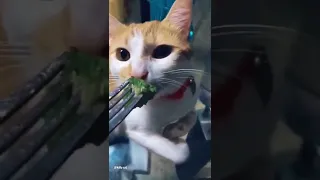 Cat don't like broccoli ! 🤮🤮🤮 #catsoftiktok  #cats #funnycat