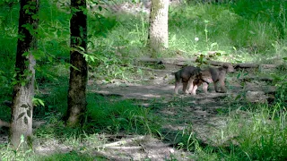 Adorable Baby Red Wolf Pups Playing