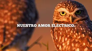 THIRDWAVE & Stine Grove - Electric Love (letra en español)