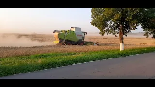 Уборка урожая пшеницы 2021 | Комбайн CLAAS Lexion 670 в работе