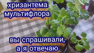 Хризантема мультифлора. Отвечаю на ваши вопросы о продаже, прищипке, подкормках...