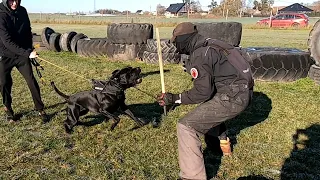 Cane corso Diego Z Gildii Nieustraszonych, 17months, fast attack and flying school, November 2022