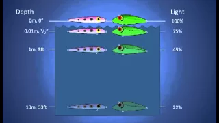 Fishing Lure Color Selection (Part 1). How Colors Look Underwater