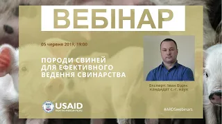 Породи свиней для ефективної відгодівлі