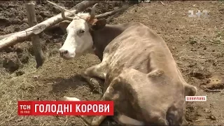 Концтабір для тварин: на Вінниччині сім'я морить голодом понад сотню корів