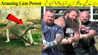 Unbelievable Lion Power In Tug Of War With Humans  II Strongest Men In The World Vs Animal Power