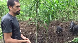 ¿Qué beneficios para la finca puede traer la crianza de cerdos al aire libre