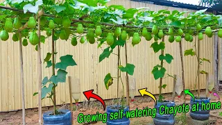 Tips for growing chayote in plastic containers, producing many fruits without care