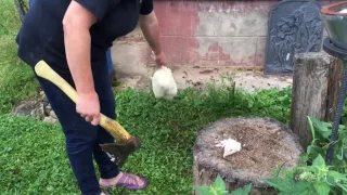 Chicken slaughter 4k ULTRA HD