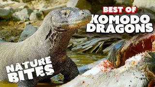 Komodo Dragons Up Close and Personal. Best Moments | Nature Bites
