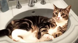 Cute and Funny Cat Videos to Keep You Smiling! 🐱