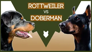 ROTTIE VS DOBERMAN