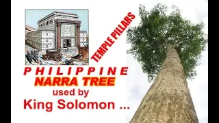 NARRA TREES used as Temple Pillars/Terraces built by King Solomon