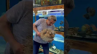 ÖLDÜM ÖLDÜM DİRİLDİM 😁😁, puffer fish balon balığı