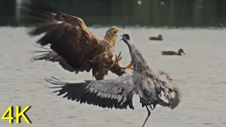 Seeadler attackiert wehrhaften Kranich --White-tailed Eagle attacks defensive Crane