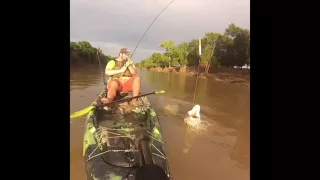 Alligator GAR Slow mo