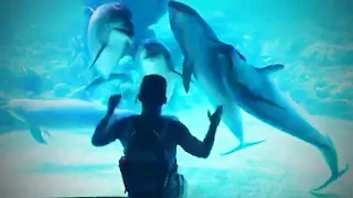 Cute Dolphins 🐬😹 Cute Dolphins Doing Things Funny (Part 1) [Funny Pets]