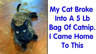 Destructive Cats That Weren’t Fast Enough To Escape The Scene Of The Crime - funny cat