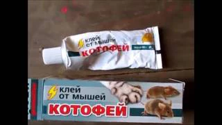 Охота на мышей на клей Котофей