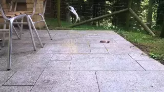 Squirrel helicopter