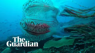 'Almost fell out of my chair': unusual jellyfish sparks interest among researchers