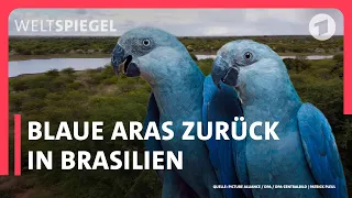 Brasilien: Erfolgreiche Papageien-Auswilderung