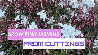 How to grow Pink Jasmine from Cuttings|Propagate Jathi Malli | Grow Jathi Malli |anithajaganskitchen