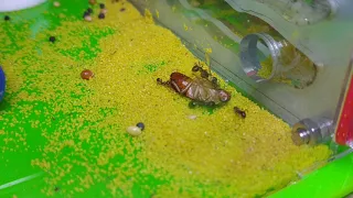 s01e04 Жизнь зелёной муравьиной фермы. Первый таракан.