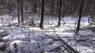 Прогулка по тайге зимой