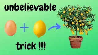 ☑️ how to grow lemon tree from seed 🍋 - unbelievable trick 🌳