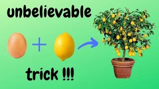 ☑️ как вырастить лимонное дерево из семян 🍋 - невероятный трюк 🌳