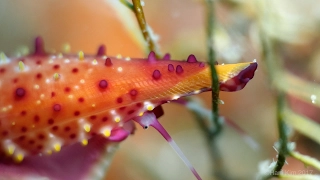 Tiny World Lembeh (4K, Ultra HD)