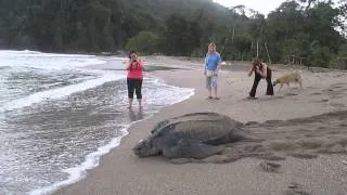 LEATHERBACK TURTLE